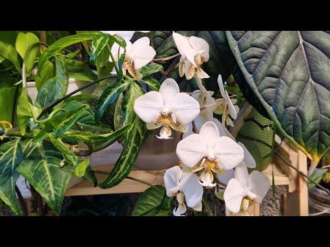 Орхидеи. Путь новичка от реанимашки до каскадов. Видео от Елены г.  Кольчугино.