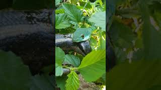 Spotted Bush Snake Quickly Captures Striped Skink