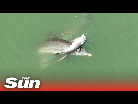 Heartbroken mother dolphin grieves for her dead baby
