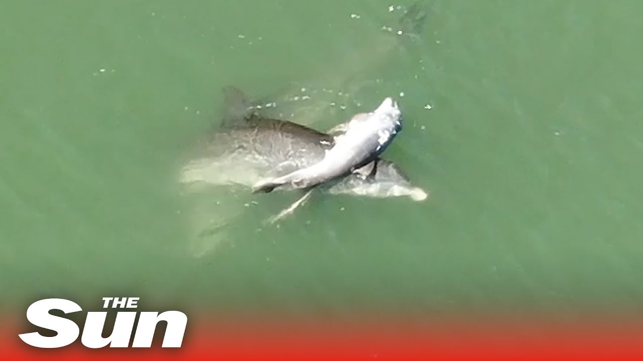 Heartbroken mother dolphin grieves for her dead baby