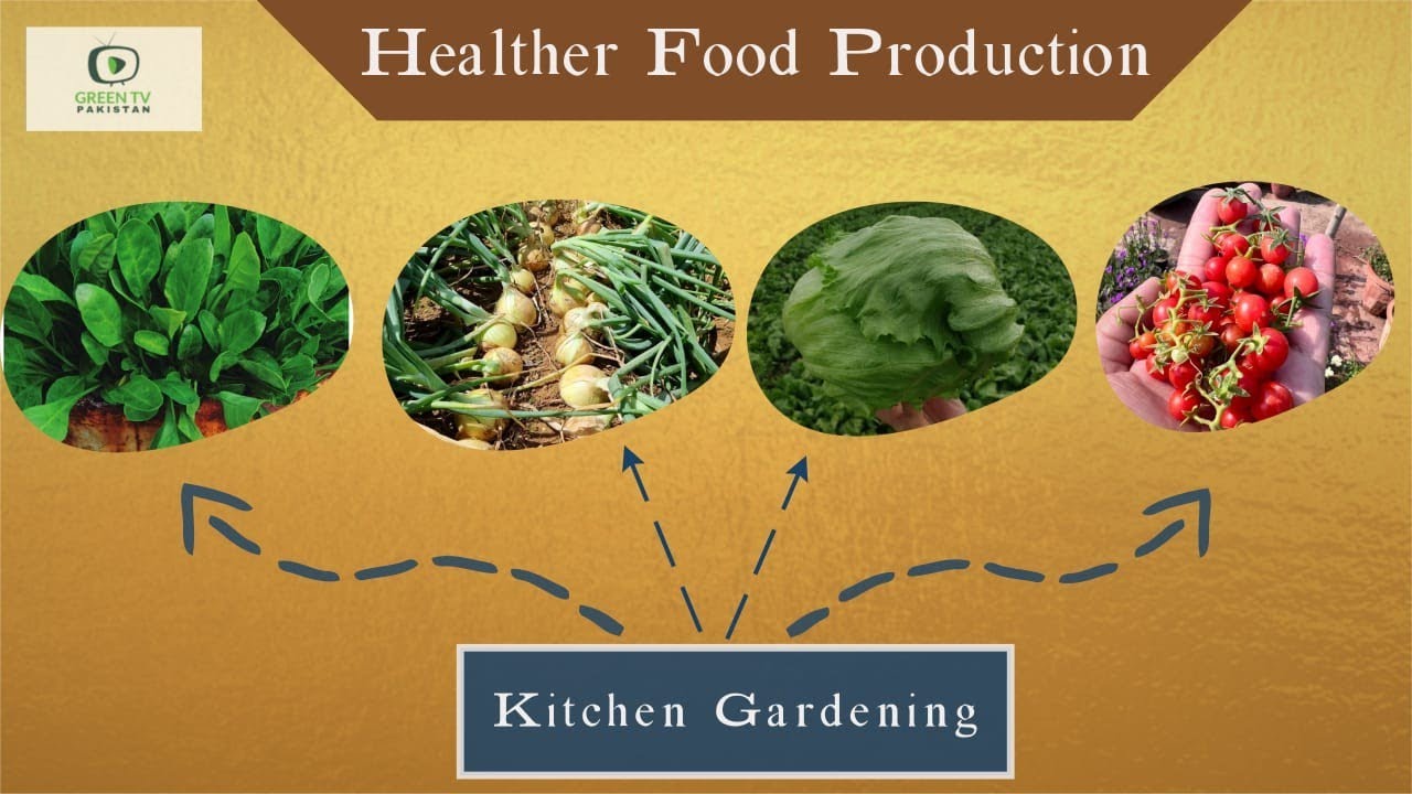 what-is-kitchen-gardening-importance-of-kitchen-gardening-dr-irfan