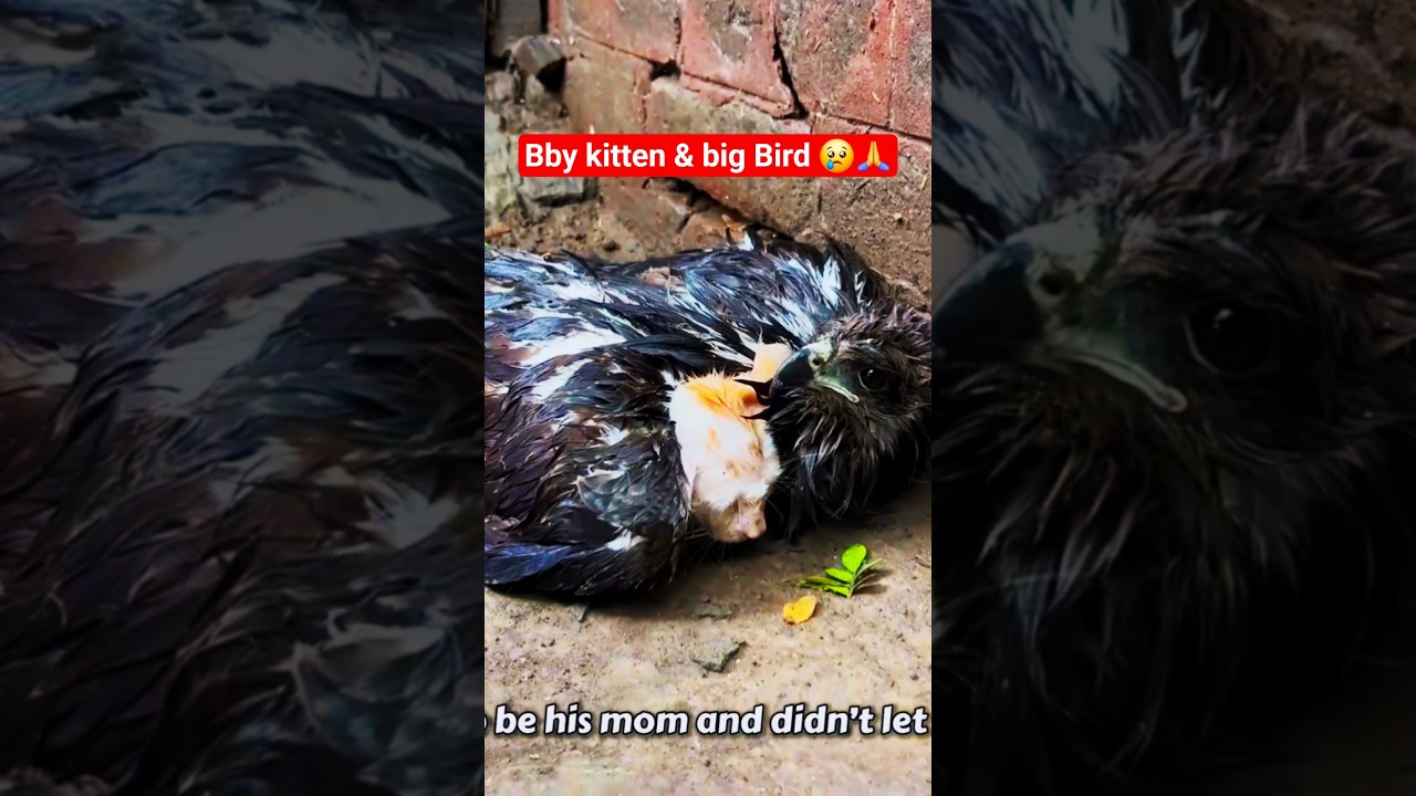 Abandoned Poor bby Kitten save a big Bird 😢🙏 | 