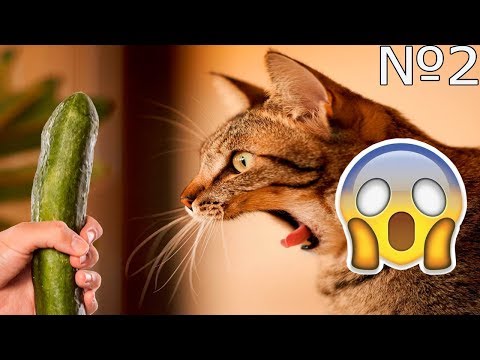 СМЕШНОЕ ВИДЕО ПРО КОШЕК 2017 ЧАСТЬ 2/ FUNNY VIDEOS ABOUT CATS 2017 PART 2