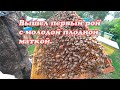 ВЫШЕЛ ПЕРВЫЙ РОЙ С МОЛОДОЙ МЕЧЕННОЙ МАТКОЙ И ЗАСЕЛИЛ, ОСМОТР ОТРОИВШЕЙСЯ ПЧЕЛОСЕМЬИ