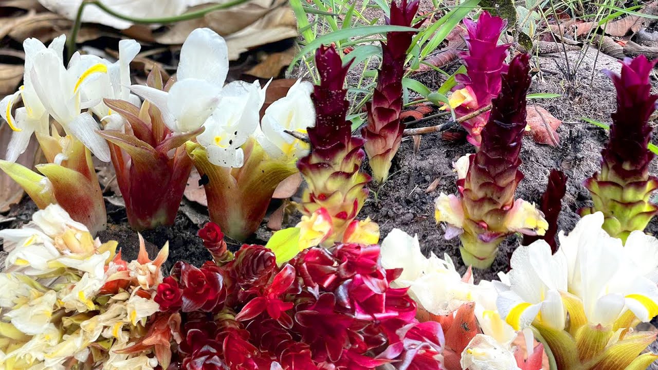 ดอกกระเจียวแดงกระเจียวขาวสวยๆหมาน2อย่างเลย