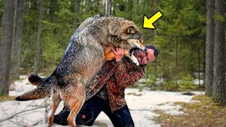 Стая волков окружила раненого мужчину, а затем произошло что-то шокирующее!