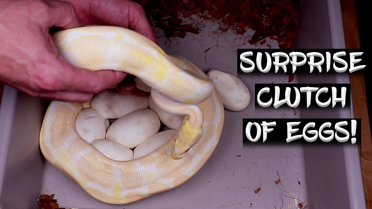 ball python devil egg clutch - youtube Images High... SURPRISE! Late Season Clutch of Ball Python Eggs! - YouTube