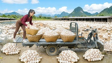 Harvest 1000 Duck Eggs from Ducks Farm - Use Truck to Transport Many Ducks Eggs Go To Sell