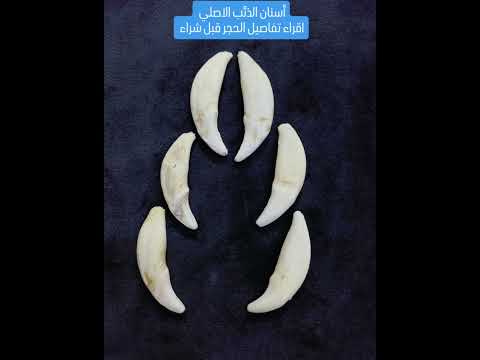 سن الذيب ألاصلي