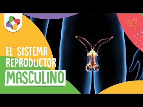 Vídeo: Anatomía, Diagrama Y Función Del Sistema Reproductor Masculino - Línea De Salud