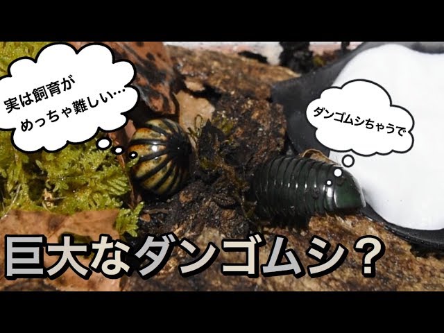 世界最大のダンゴムシ メガボール を飼育してみよう Youtube