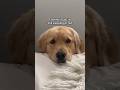 The best whisper alarm clock ⏰ #puppy #dogshorts #goldenretriever #dogs #puppies #morningroutine