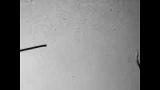 Representative movie of a wild-type zebrafish larva touch response at 96 hpf