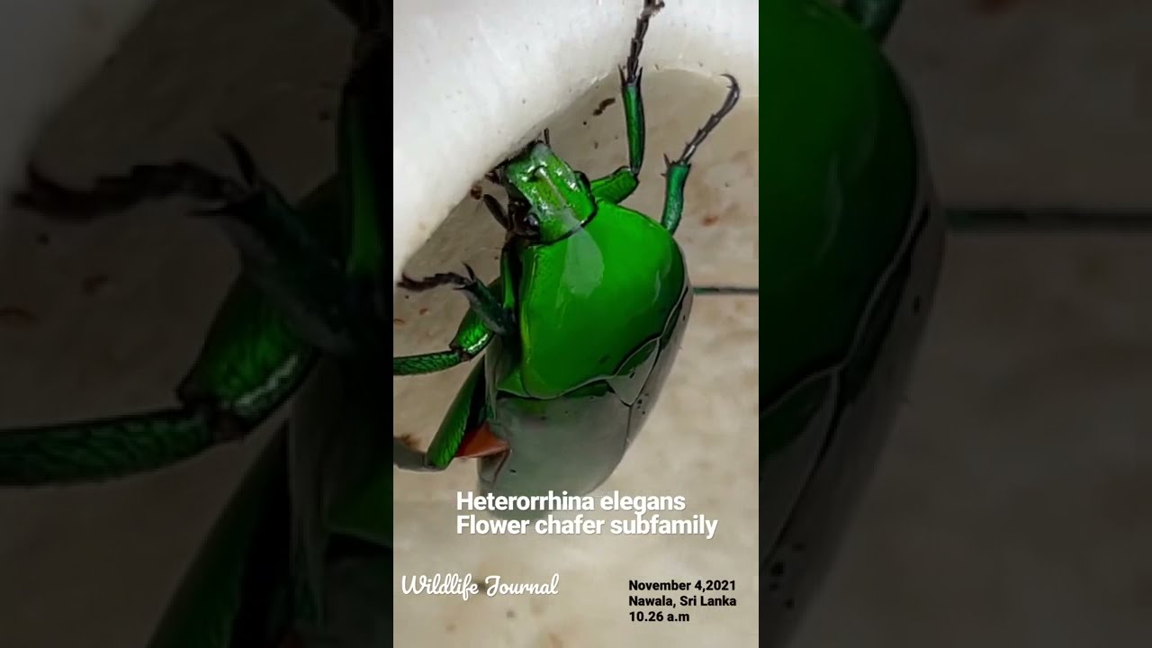 Heterorrhina elegans| Scarab beetle | Flower chafer subfamily