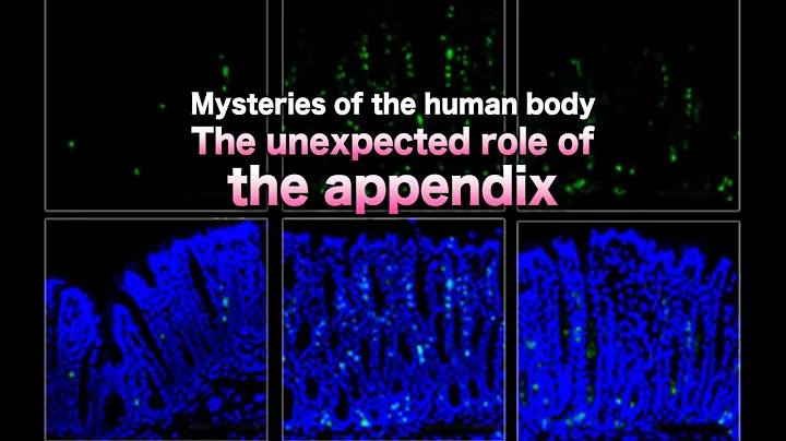 [ScienceNews2014]Mysteries of the human body: The unexpected role of the appendix - DayDayNews