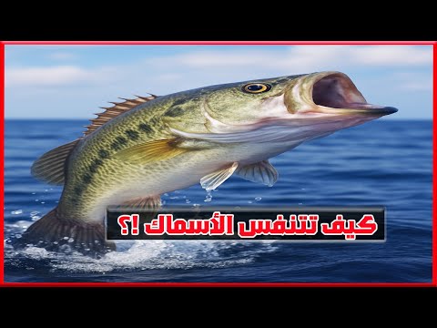 كيف تتنفس الأسماك تحت الماء لم تكن تتوقع هذا