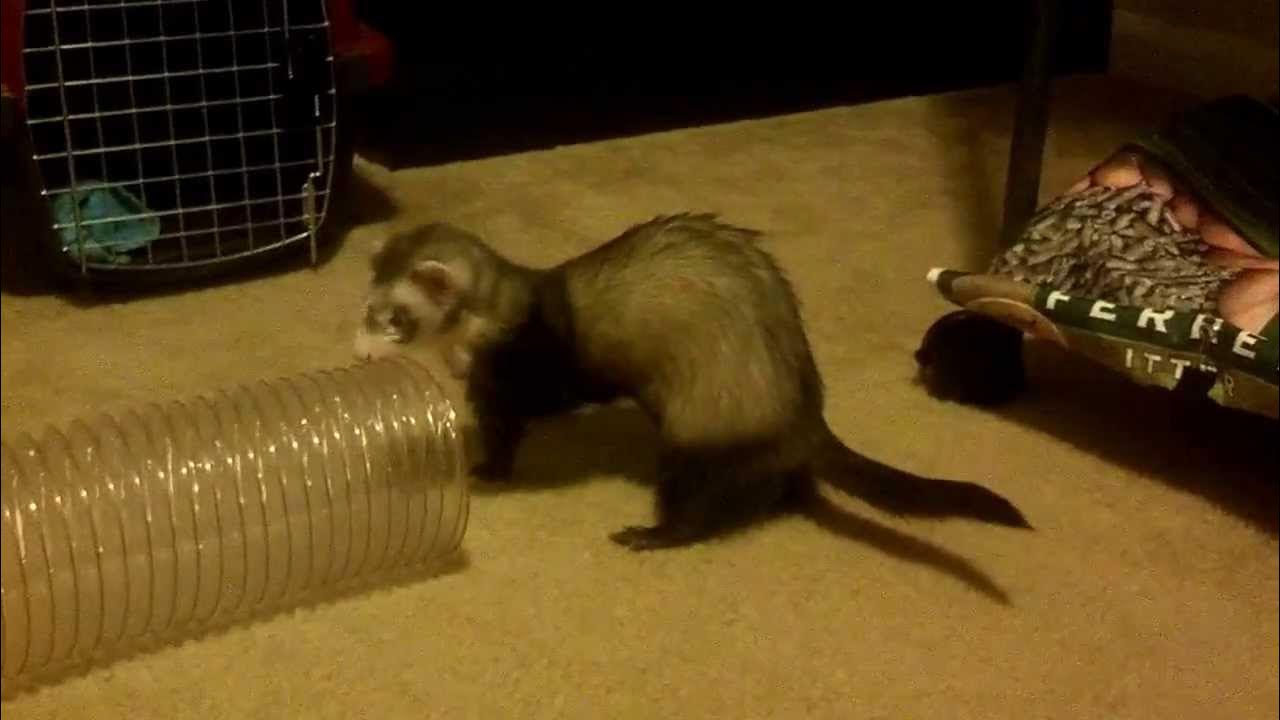 Marshall Ferret Super ThruWay part 2 YouTube