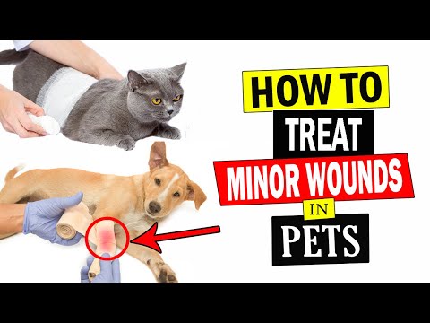 how-to-treat-minor-wounds-in-pets-||-treat-pets-wounds