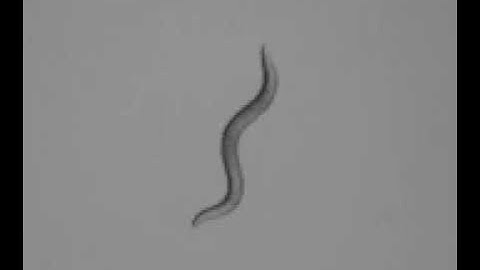 Optogenetic stimulation of serotonergic neurons induces transition to fast gait in worms