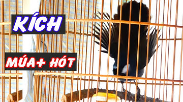 Khướu múa hót kích khướu căng lửa nhanh múa hót theo/ luyện khướu múa, kích khướu hót sung, khướu