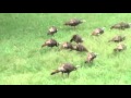 Wild Turkeys Come To Visit