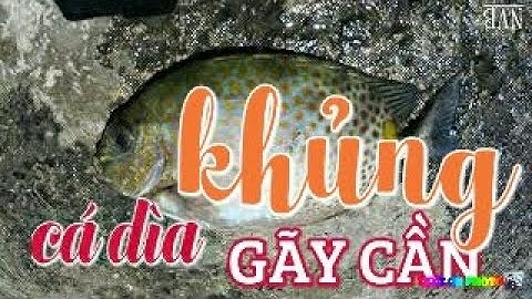 Câu Cá Biển Lên Cá Dìa Khủng Gãy Cần, Câu Bằng Mồi Rong Trên Cảng Vân Phong | Van Phong sea fishing