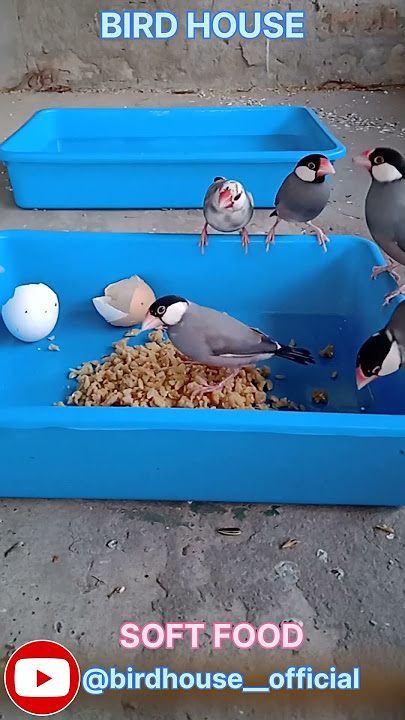 Soft Food For Java Bird | Bird Soft Food | Bird Soft Food
