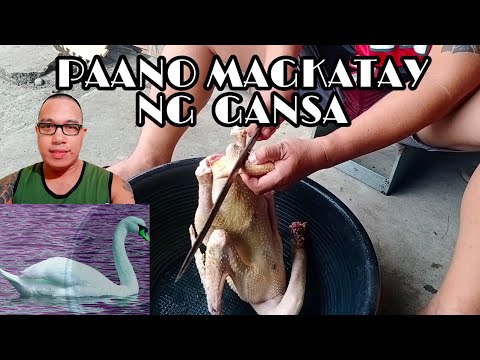 Video: Paano Magpatayan Ng Gansa