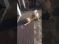 Puppy Dog Evening Playtime #puppy #dog #pets
