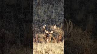 Mule Deer King Of The Mountain Ng