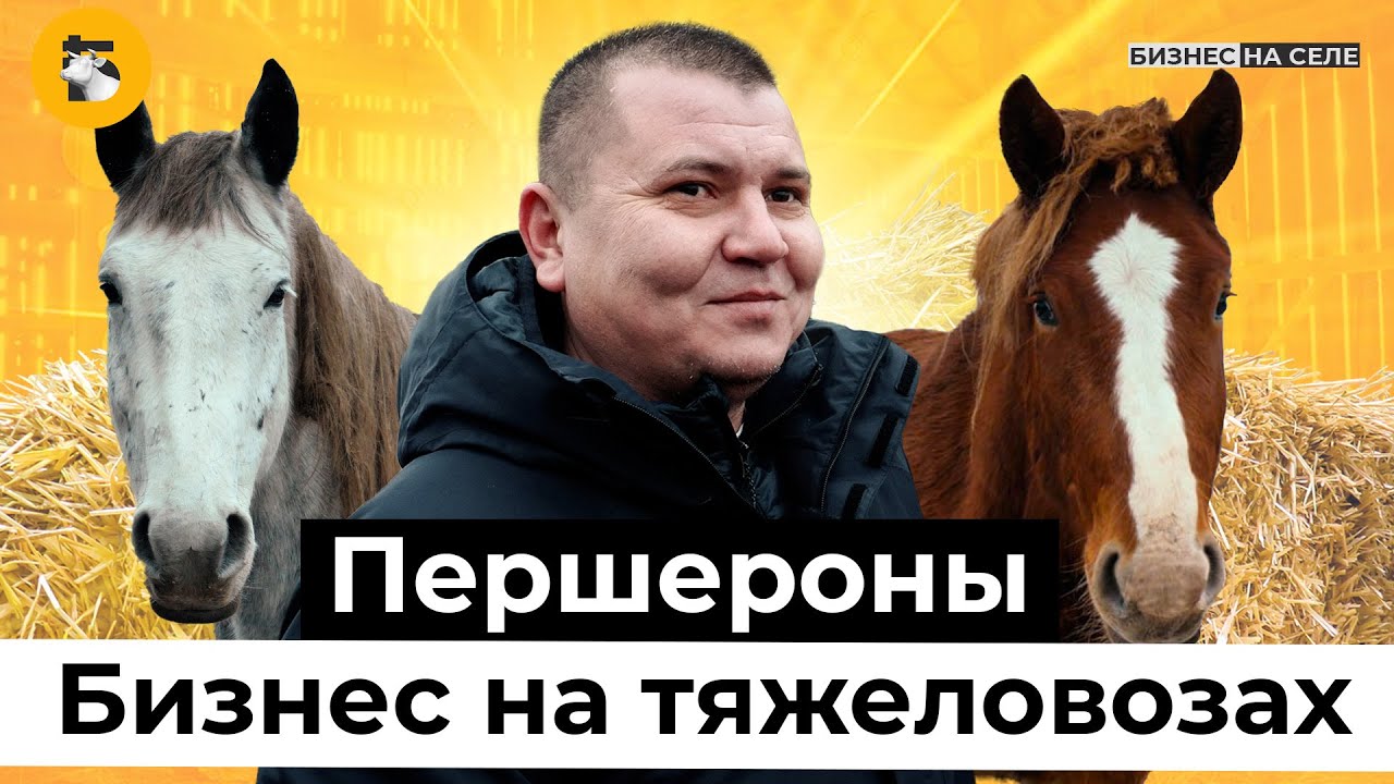 Мощные тяжеловозы-першероны: как фермер из Татарстана «оседлал» конный бизнес