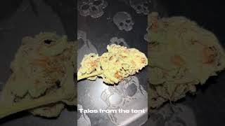 Fast buds apple strudel tales from the tent Milburn farms