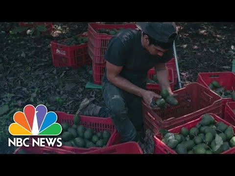 Video: Wie werden Avocados von Mexiko in die USA transportiert?