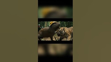 Capybara giúp chú bộ đội thoát khỏi hổ dữ #capybara #capybarabodoi #hoathinhvietnam