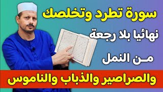 هذه السورة تطرد وتخلصك من النمل والصراصير والذباب والناموس والهوام والفئران نهائيا بلا رجعة/ش. توفيق