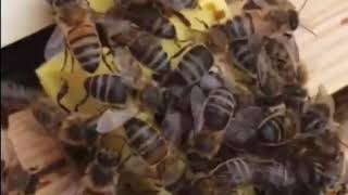 ОНА АРИНИ ЯНГИ ОИЛАГА КУШИШ УСУЛИ🐝.АСАЛАРИ БОКИШ СИРЛАРИ.🐝.Асаларичиликни урганамиз🐝.