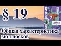 Биология 7 § 19 Общая характеристика моллюсков