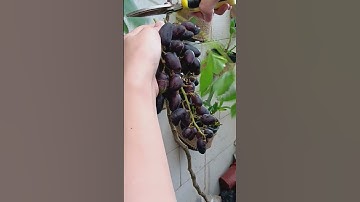 Thumbnail of menanam anggur di teras sempit#beautiful#flowers#orchid #plants#aglonema#grape#garden #hobby#happy