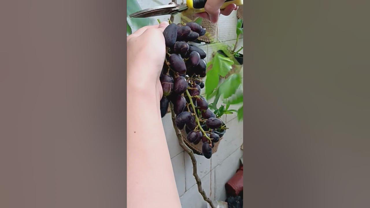 menanam anggur di teras sempit#beautiful#flowers#orchid #plants#aglonema#grape#garden #hobby#happy