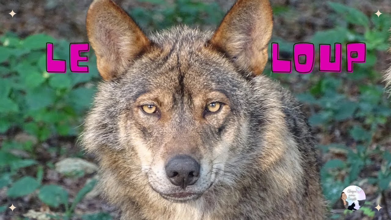 La signification spirituelle du loup 🐺 - YouTube