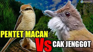 PENTET MACAN | CUCAK JENGGOT