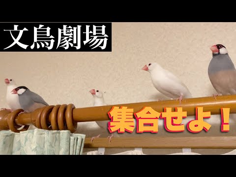 【爆笑】文鳥劇場　集合せよ！　#208