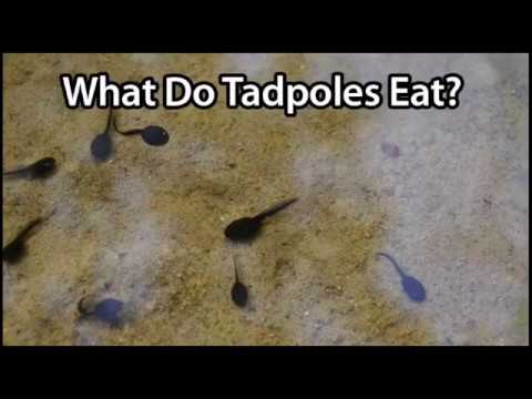 Tadpoles काय खातात