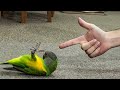 Videos De Risa De Animales - Loros Graciosos - Video de loros inteligentes y divertidos