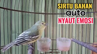 Suara Sirtu Gacor Ngerek nyiul variasi Sangat Cocok Buat Pancing Emosi Sirtu Lain Agar cepat Bunyi