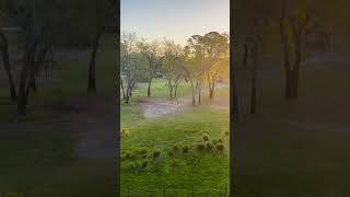 Sunrise Over the Savanna at Disney’s Animal Kingdom Lodge disney asmr shorts