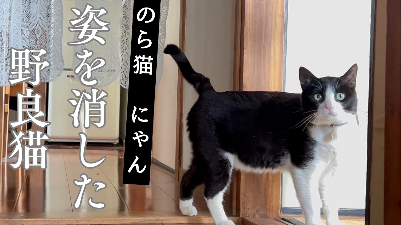 荒れ地のねこ The stray cat that vanished Nyan - YouTube