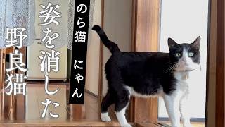 The stray cat that vanished Nyan - YouTube