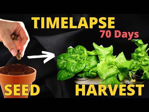 Video: Hlávkový salát „Blushed Butter Oaks“– Jak vypěstovat rostlinu salátu Blushed Butter Oaks