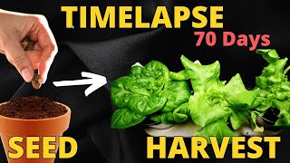 Famous Growing Lettuce Seed to Harvest Timelapse [69 Days] Wealth